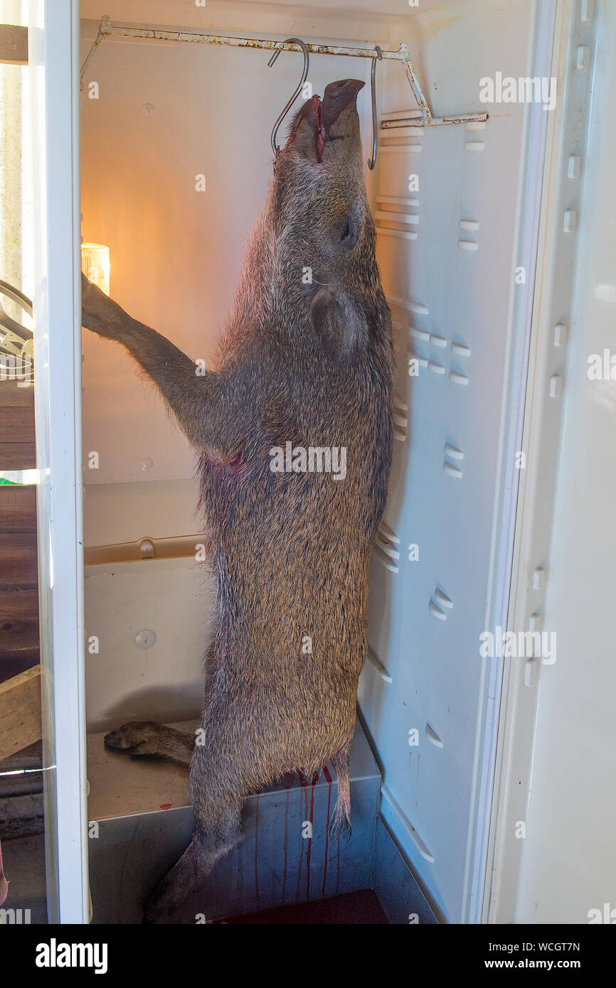 wild boar in freezer Stock Photo