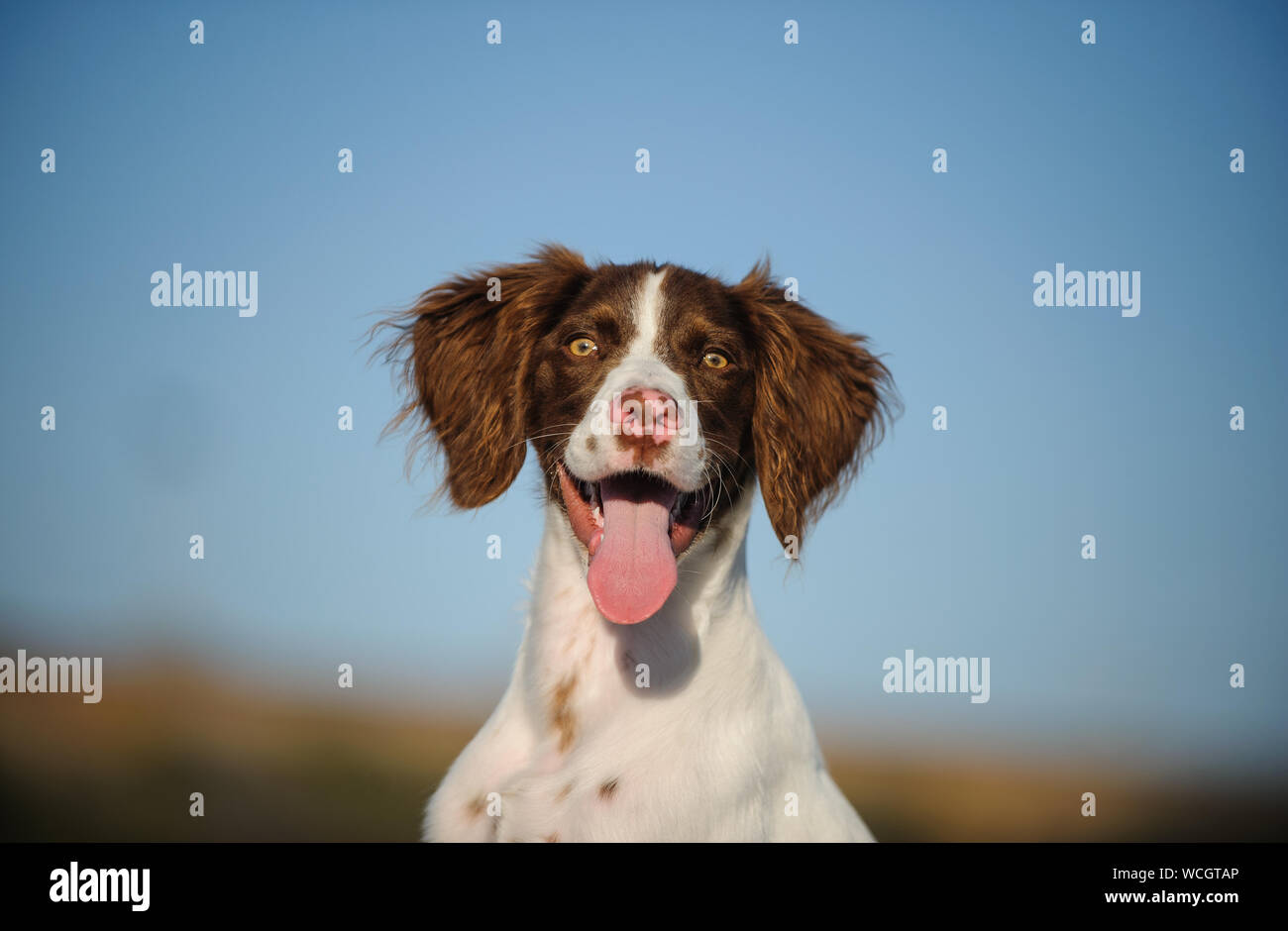 Close-up Portrait Of Dog Sticking Out Tongue Against Clear Sky Stock Photo