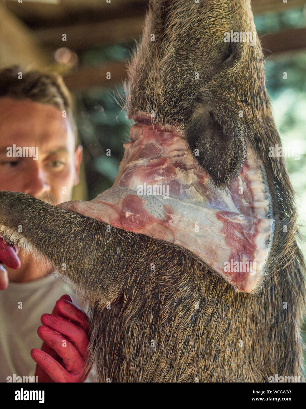 skinning a wild boar Stock Photo