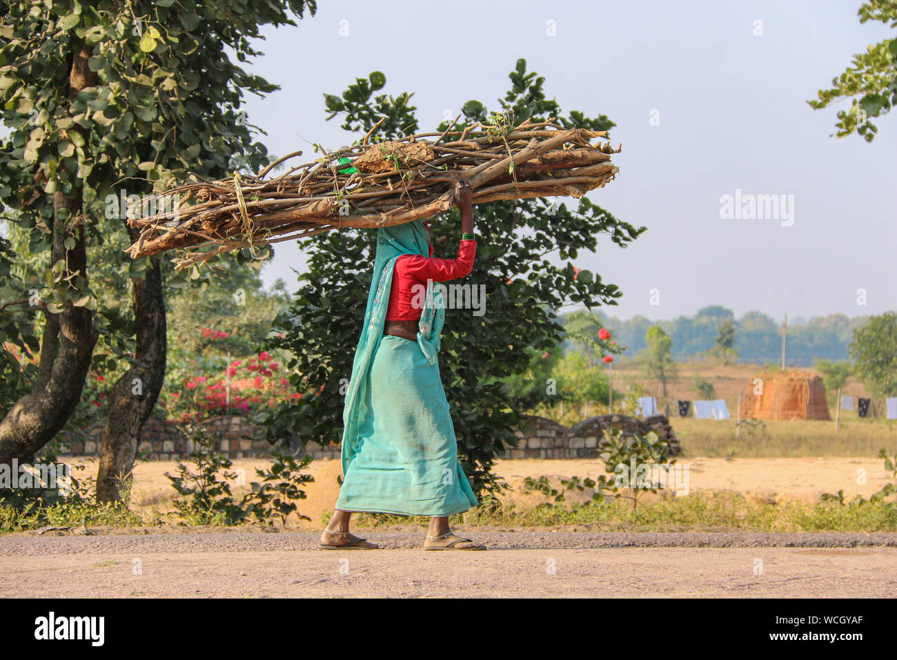 Local woman in a bright sari carries sticks on her head walking barefoot along the roadside, Panna National Park, Madhya Pradesh, India, Central Asia Stock Photo