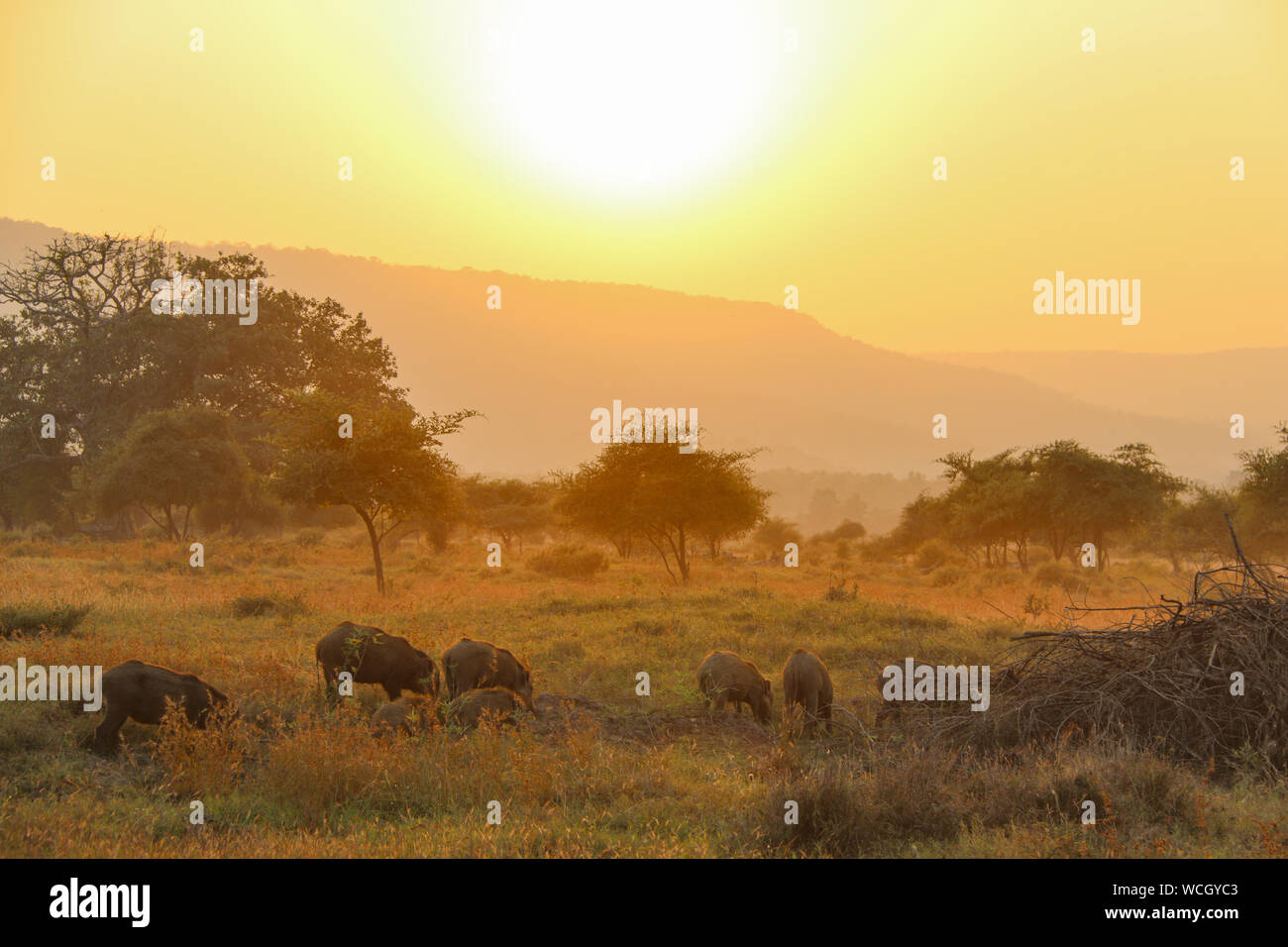 Herd of wild boar (Sus scrofa) graze in front of an amazing sunset over the Ken River at the Panna National Park, Madhya Pradesh, India, Central Asia Stock Photo