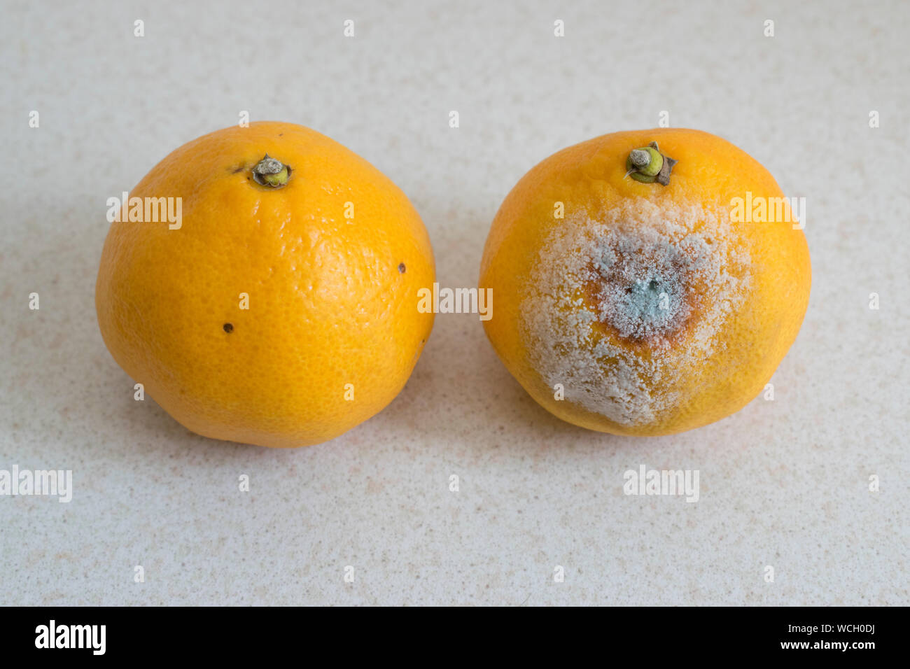Fruit bowl mould hires stock photography and images Alamy