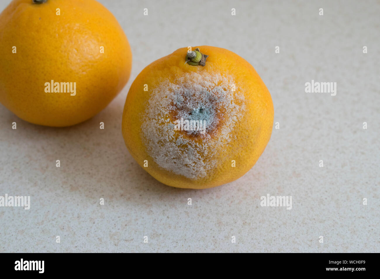 Mouldy fruit in a bowl Stock Photo
