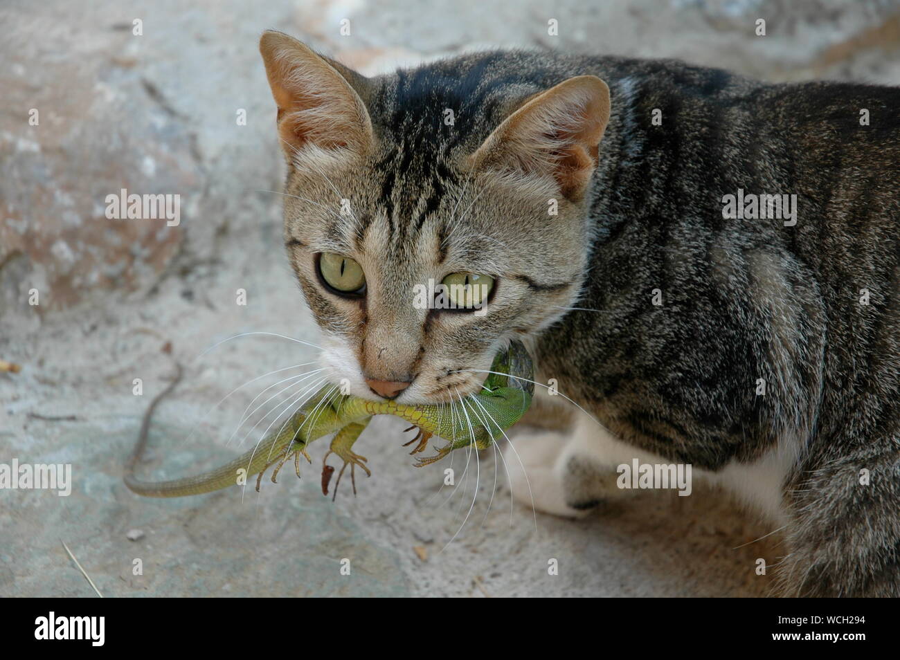 Lizard cat hires stock photography and images Alamy