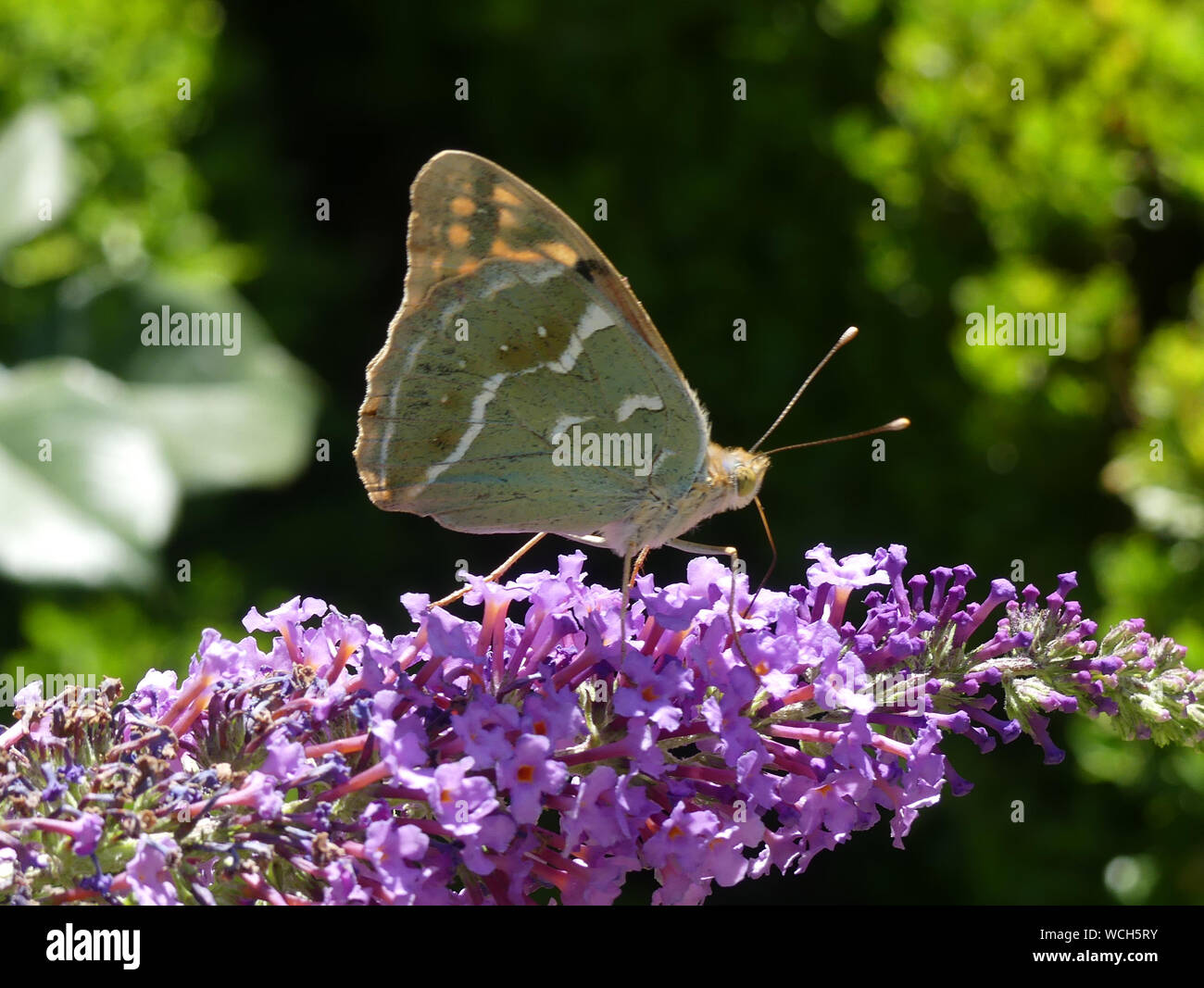 CARDINAL FRITILLARY Argynnis pandora  Male feeding on Budelia in Portugal. Photo: Tony Gale Stock Photo