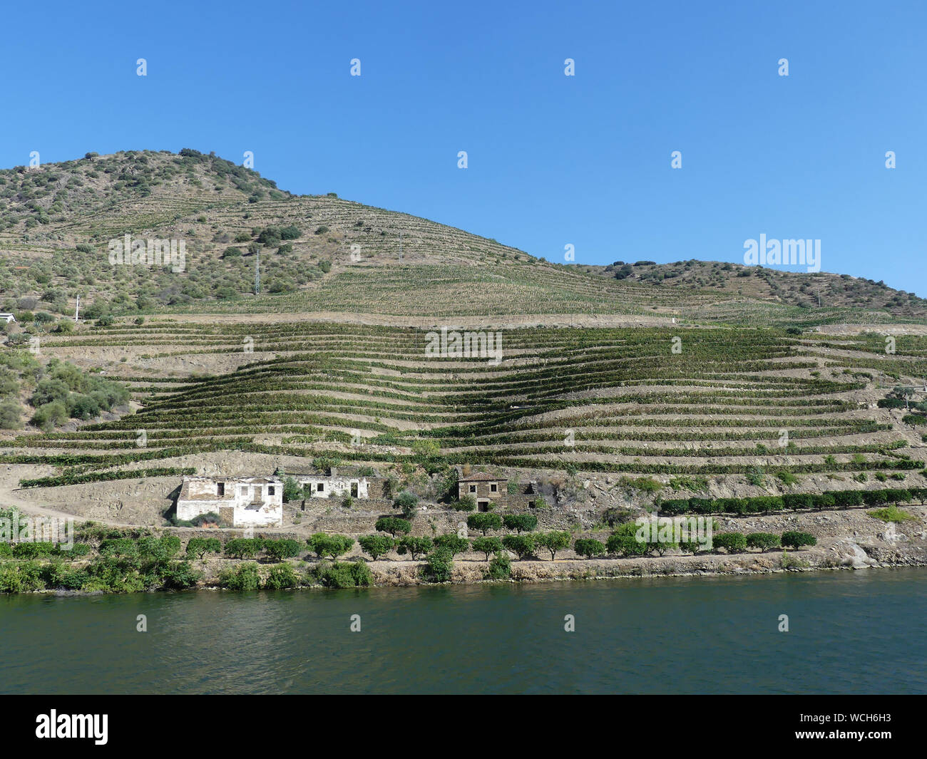 VINYARDS in the Douro River valley, Portugal,  with Almond trees on the lower slopes. . Photo: Tony Gale Stock Photo