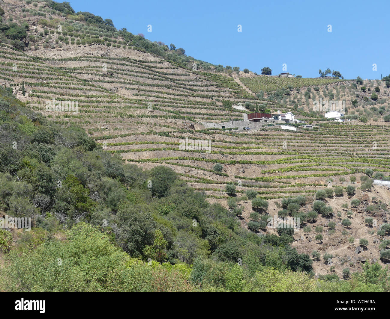 VINYARDS in the Douro River valley in Portugal, with Almond trees on the top and bottom slopes. Photo: Tony Gale Stock Photo