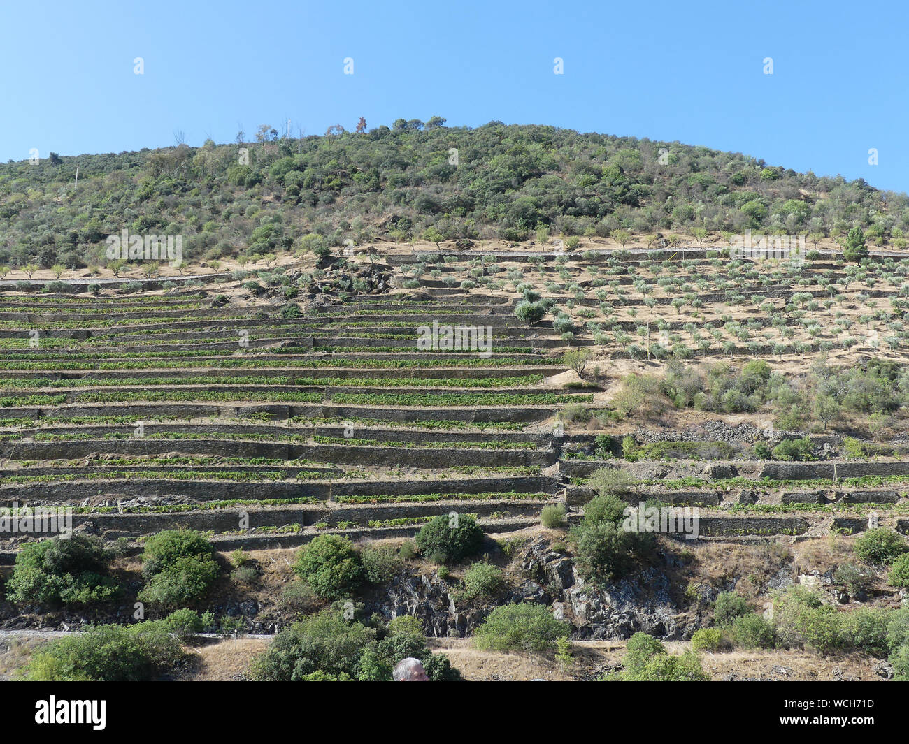VINYARDS in the Douro River valley in Portugal. Photo: Tony Gale Stock Photo