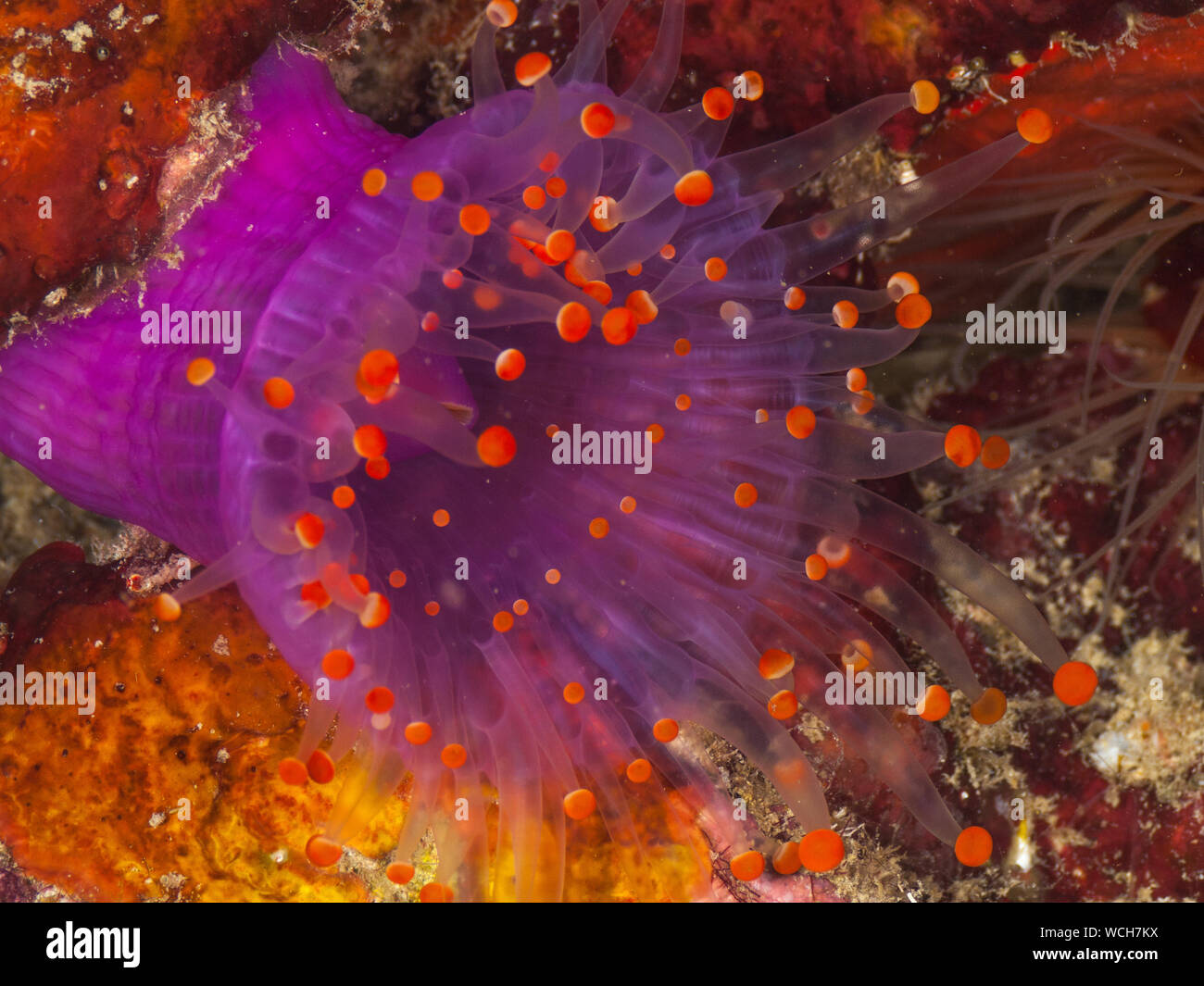 Orange-ball corallimorph (Pseudocorynactis caribbeorum) Stock Photo