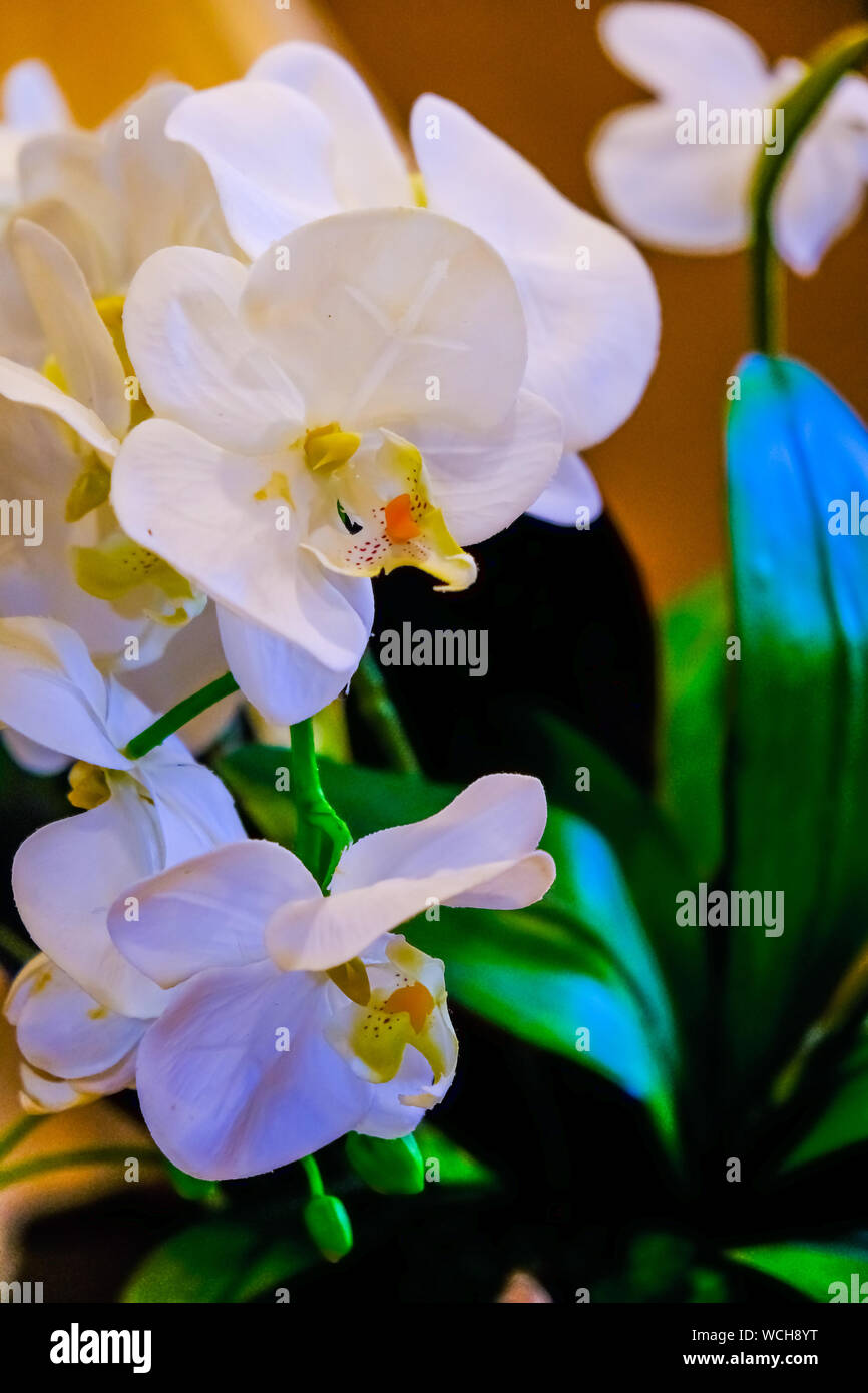 White Lilies in a Planter with Greenery Stock Photo Alamy