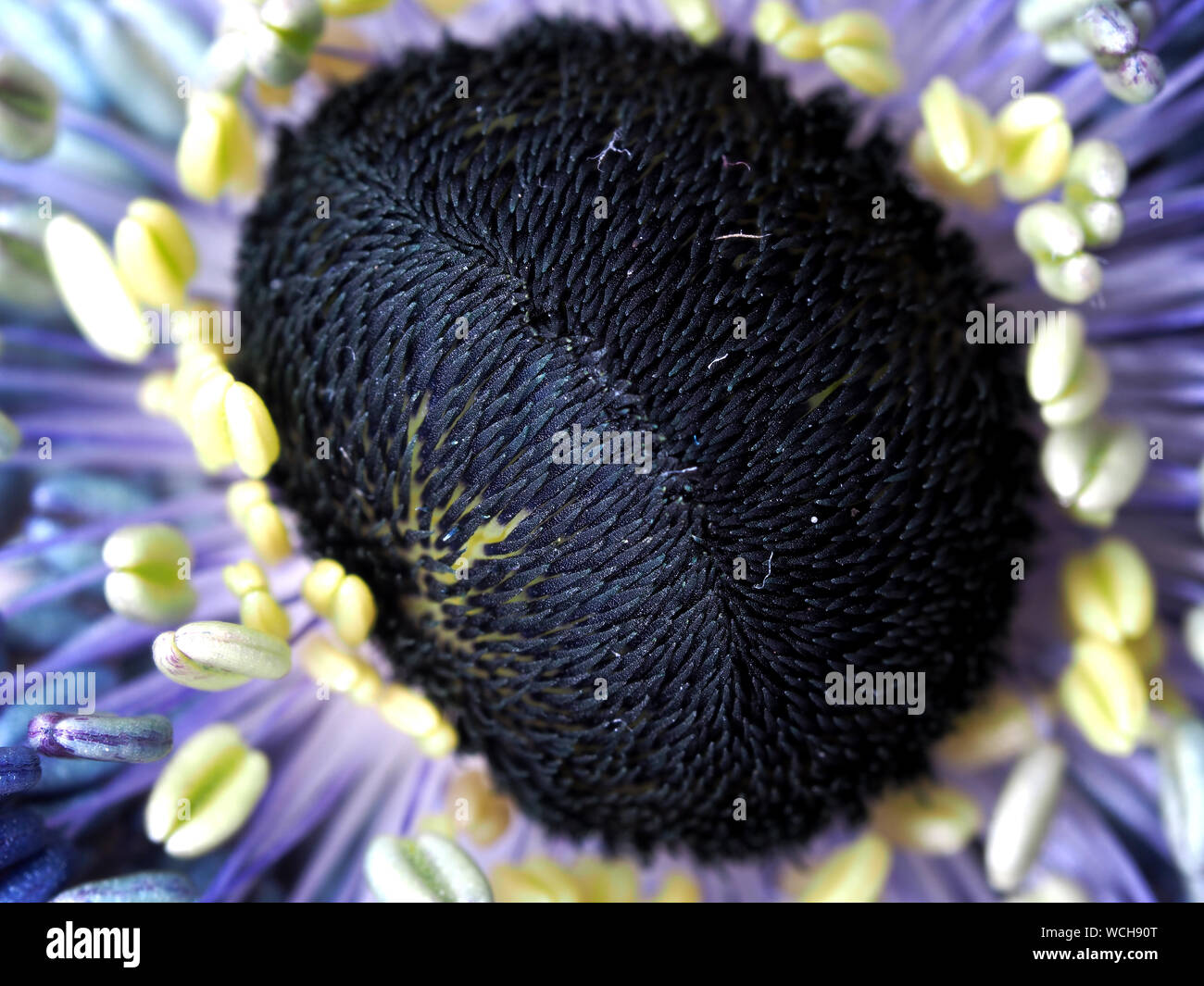 Extreme Close-up Of Purple Flower Stock Photo