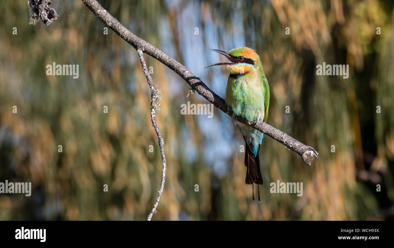Rainbow Bee-eater On Branch Of Tree Stock Photo