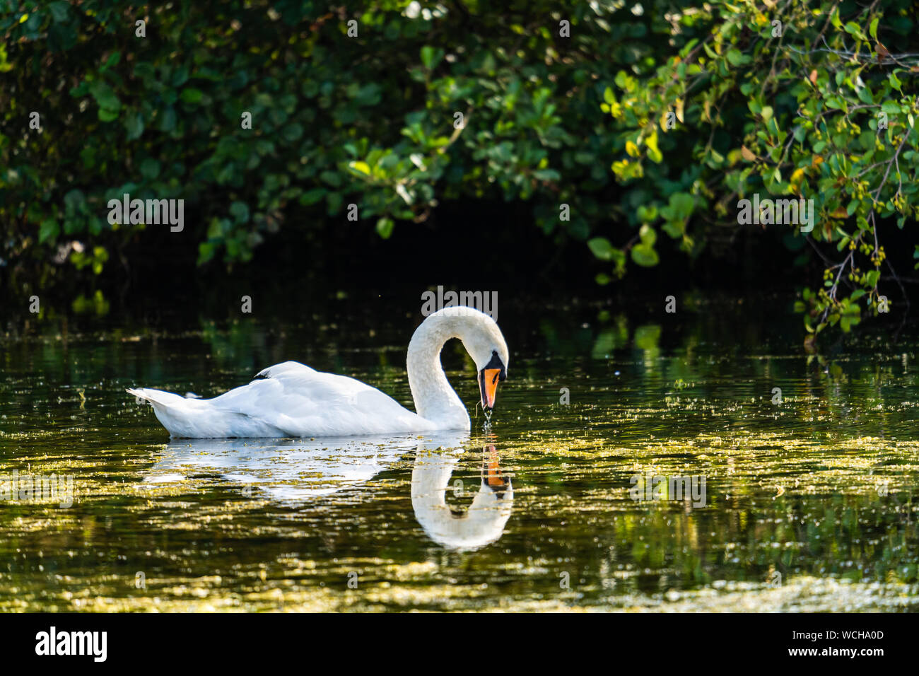 Virginia Water Lake Swan Stock Photo