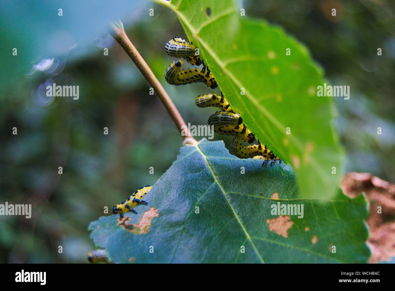 Worm group leaf hires stock photography and images Alamy