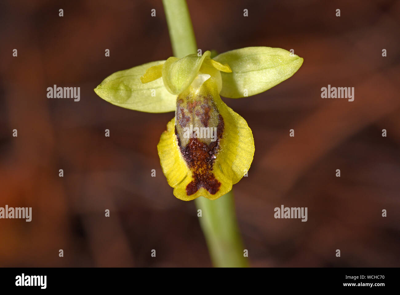 Small Yellow Ophrys Orchid (Ophrys sicula) close-up of flower, Rhodes, Greece, April Stock Photo