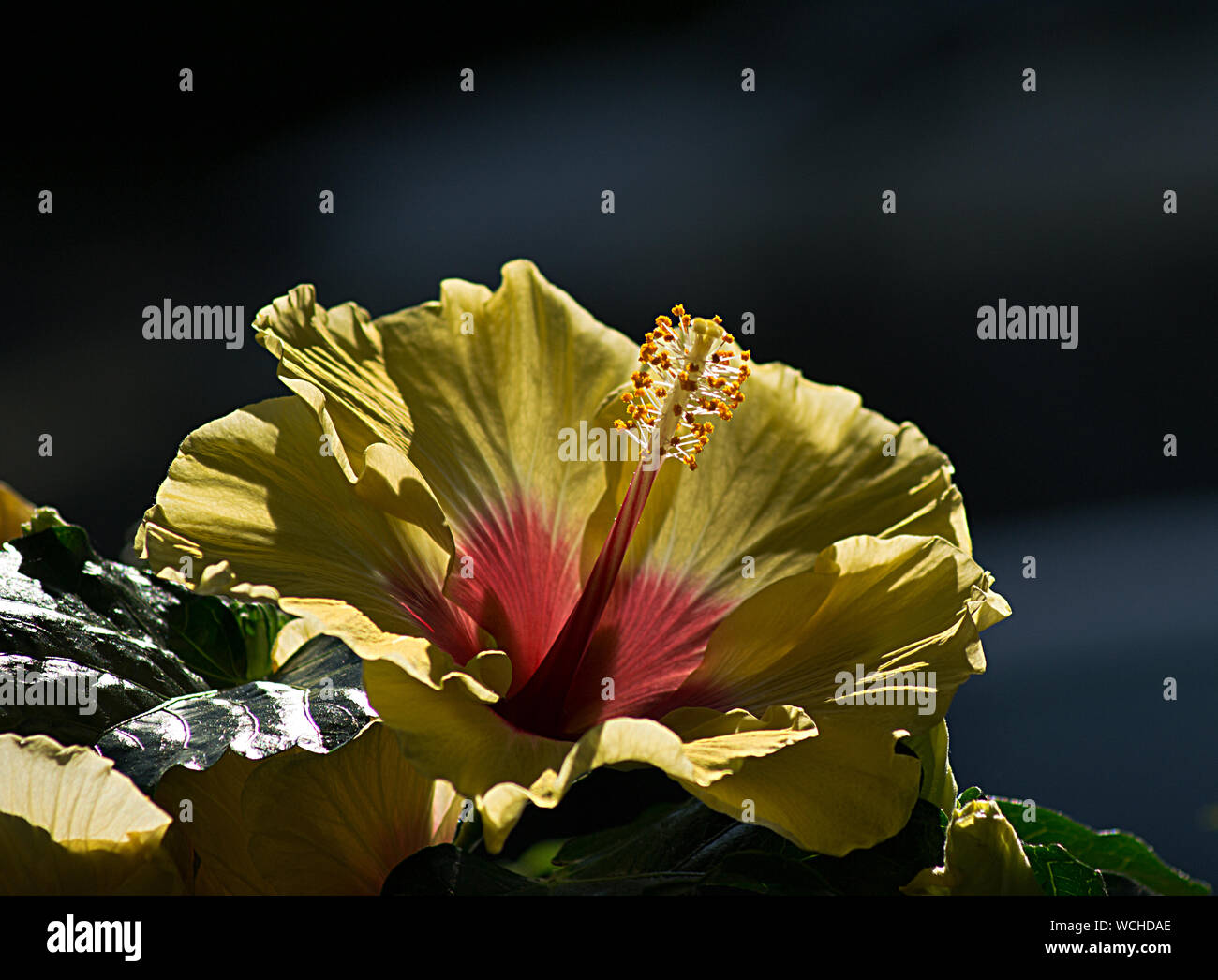 Close up hibiscus hi-res stock photography and images - Alamy