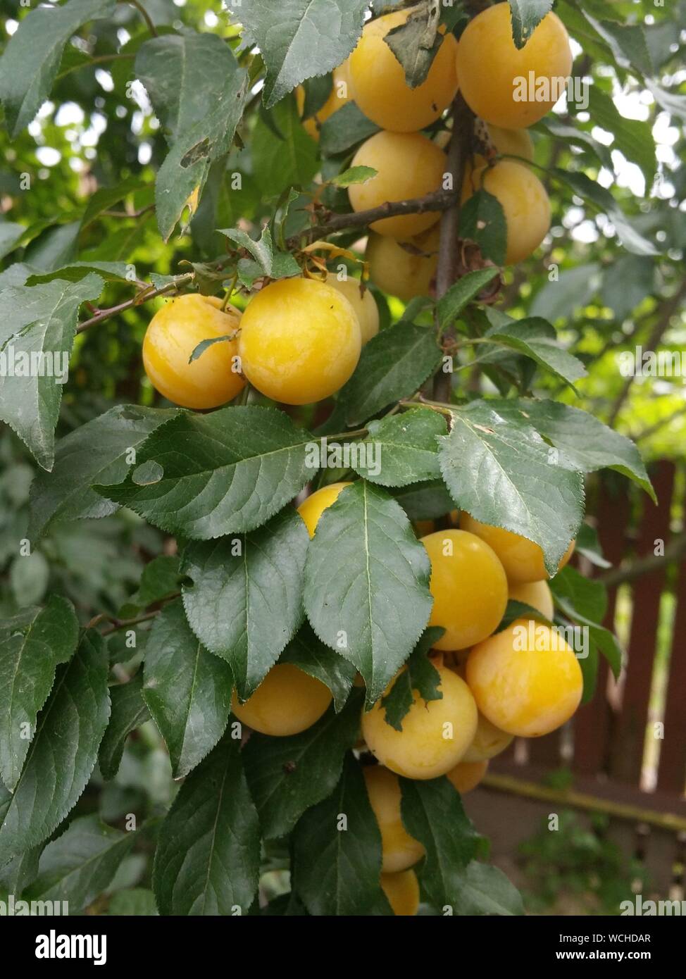 Fruits Growing On Tree At Yard Stock Photo Alamy