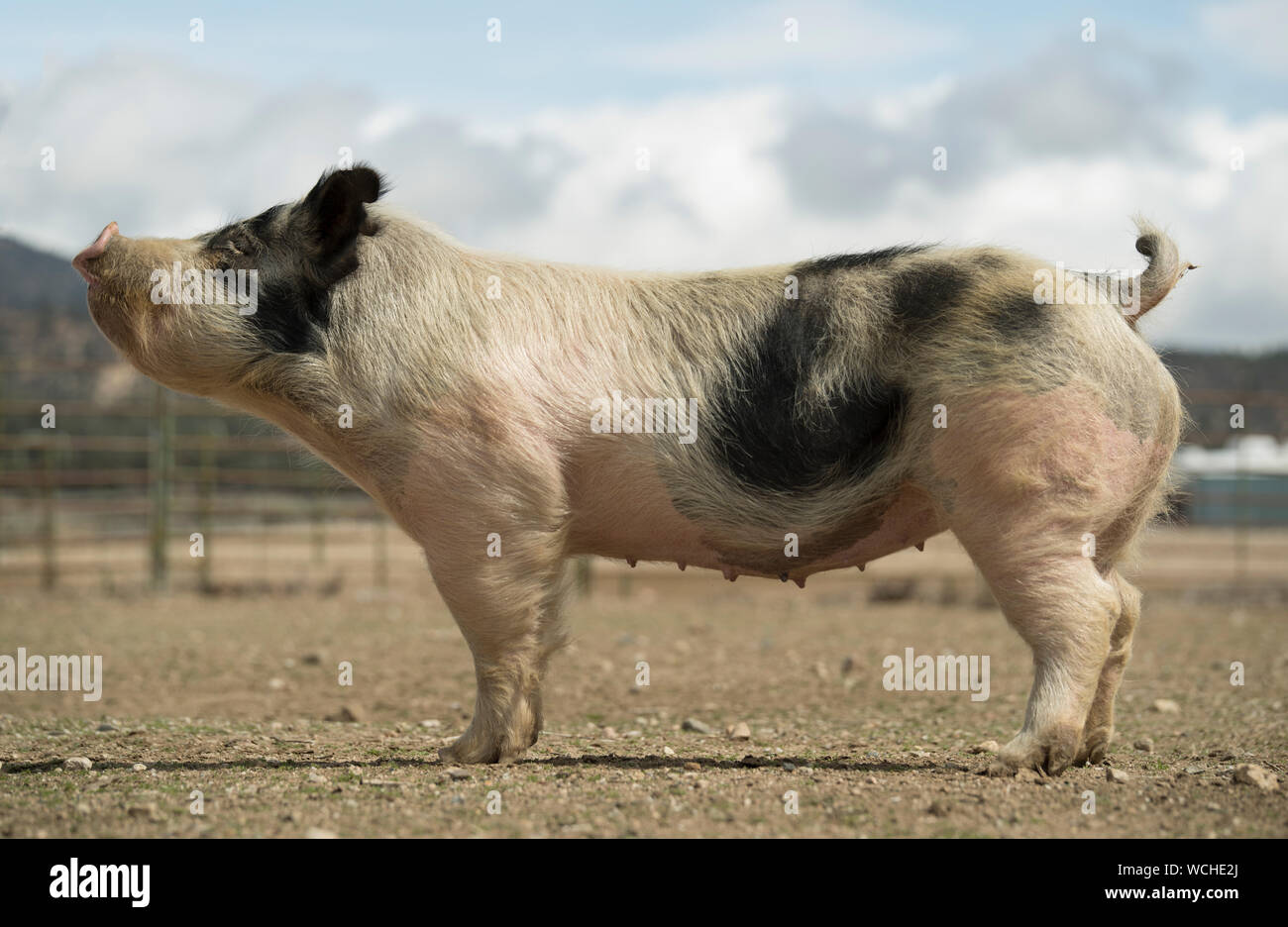 Domestic pig side view hi-res stock photography and images - Alamy
