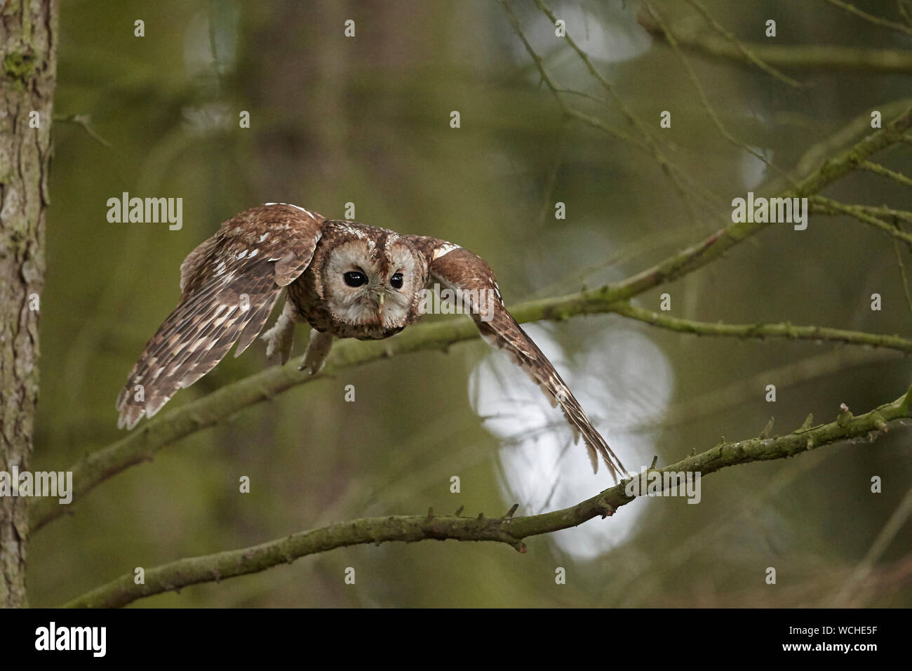 Tawny owl, Strix aluco in flight in a wood, flying, East Yorkshire, UK. Stock Photo