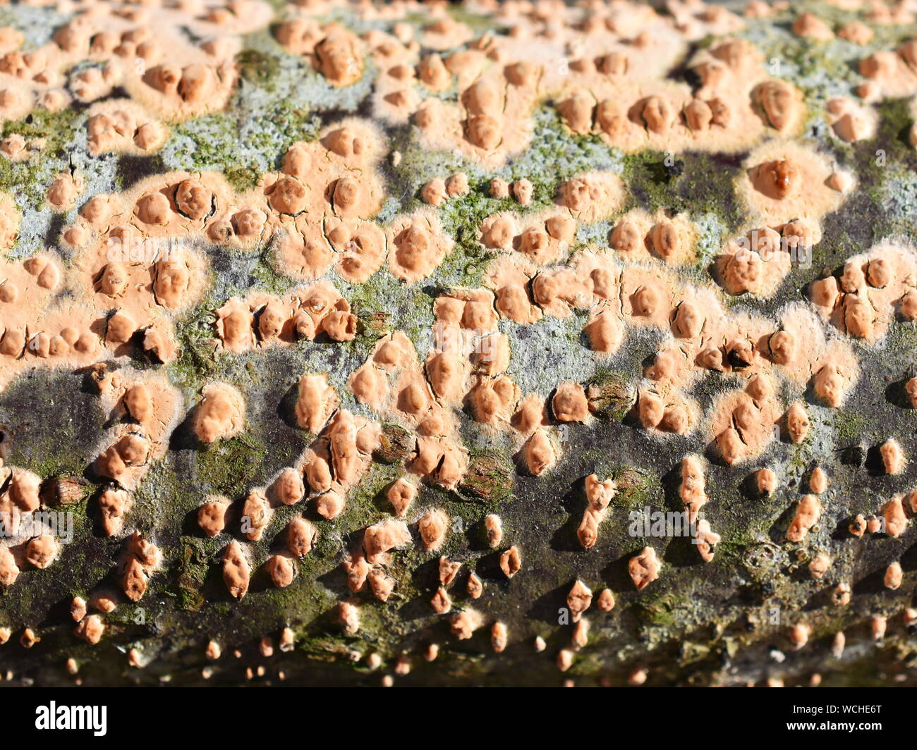 Coral spot fungus Nectria cinnabarina growing on a piece of dead wood Stock Photo