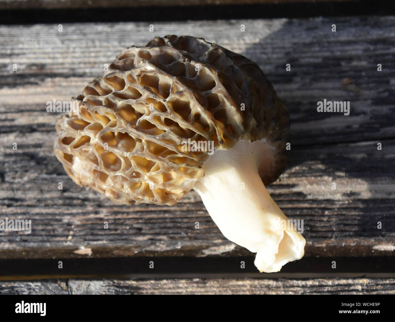 The mushroom true morel Morchella esculenta on a table Stock Photo