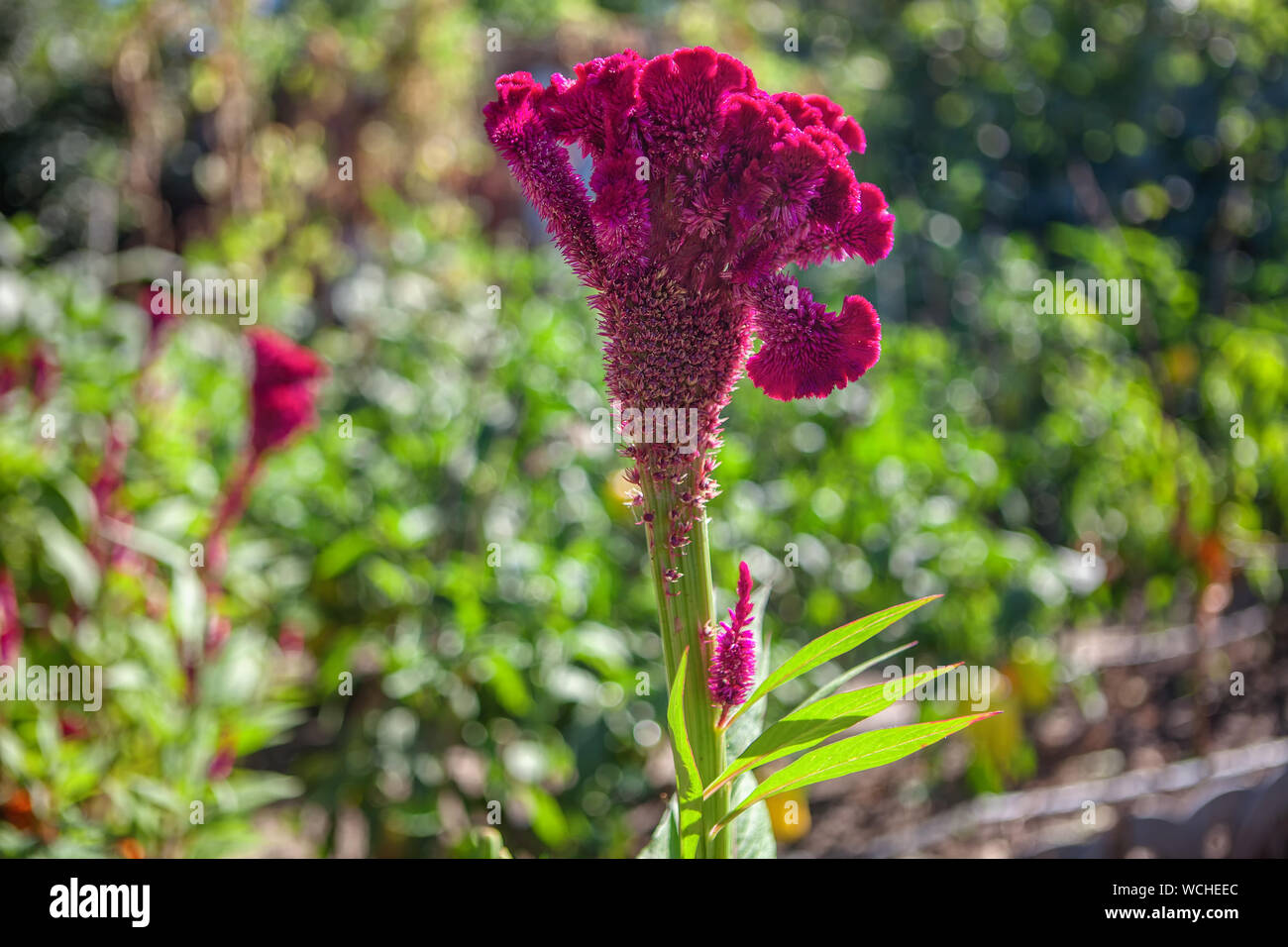 Celosia Cristata Red Flower In The Garden Stock Photo Alamy