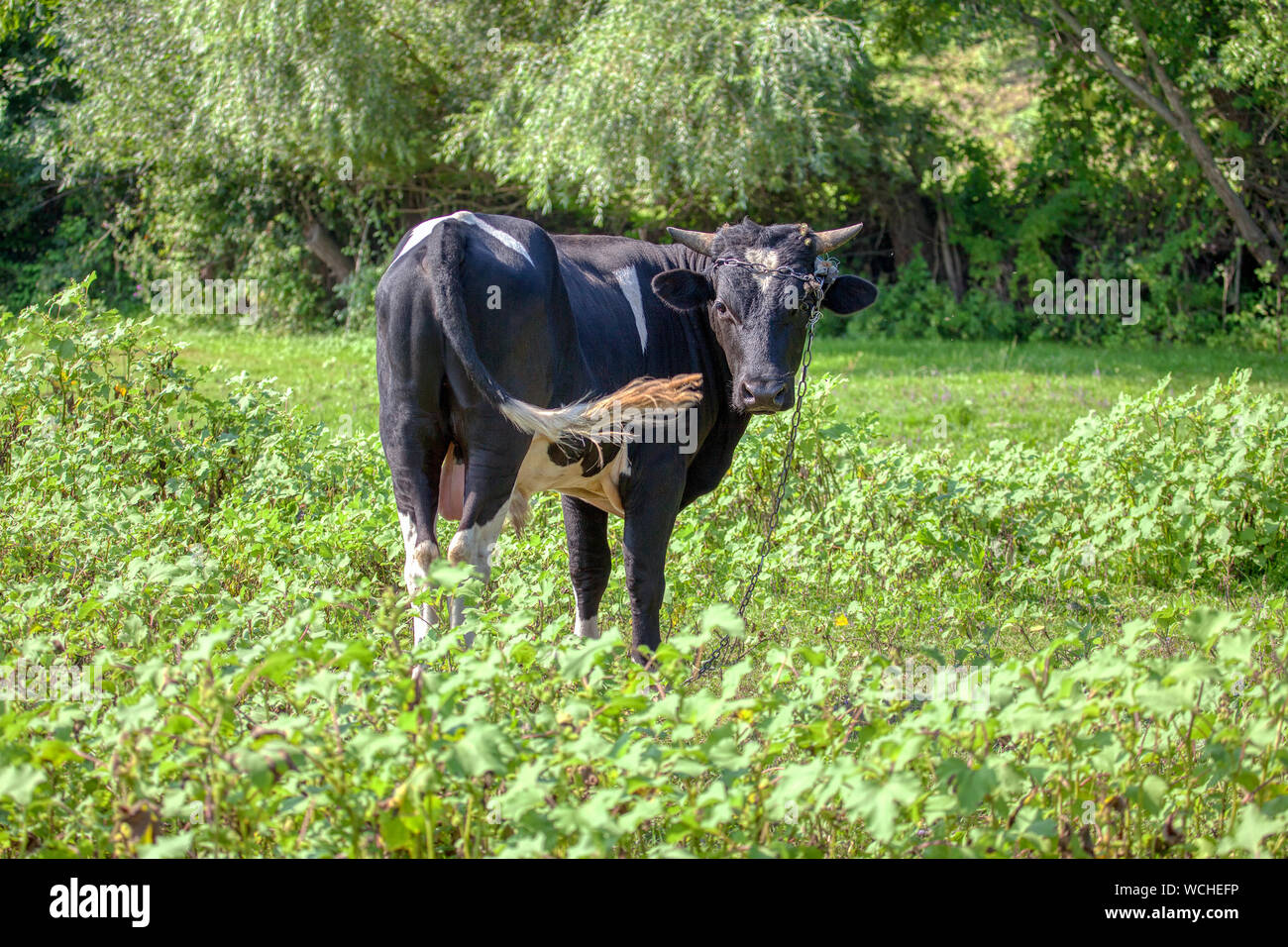 domestic black cow on the summer pasture Stock Photo - Alamy