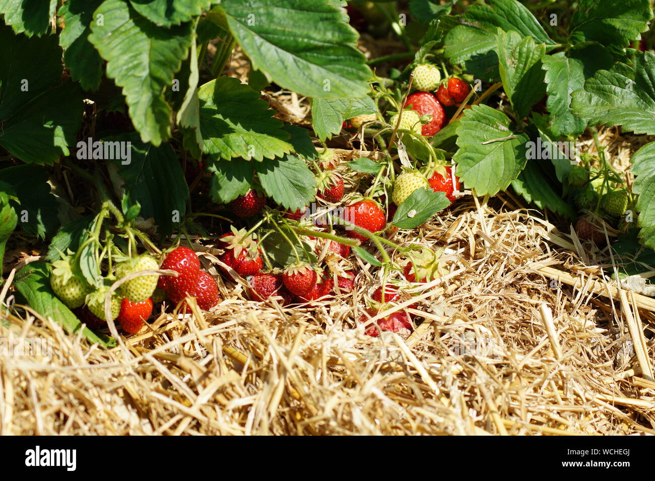 Straw plants hires stock photography and images Alamy