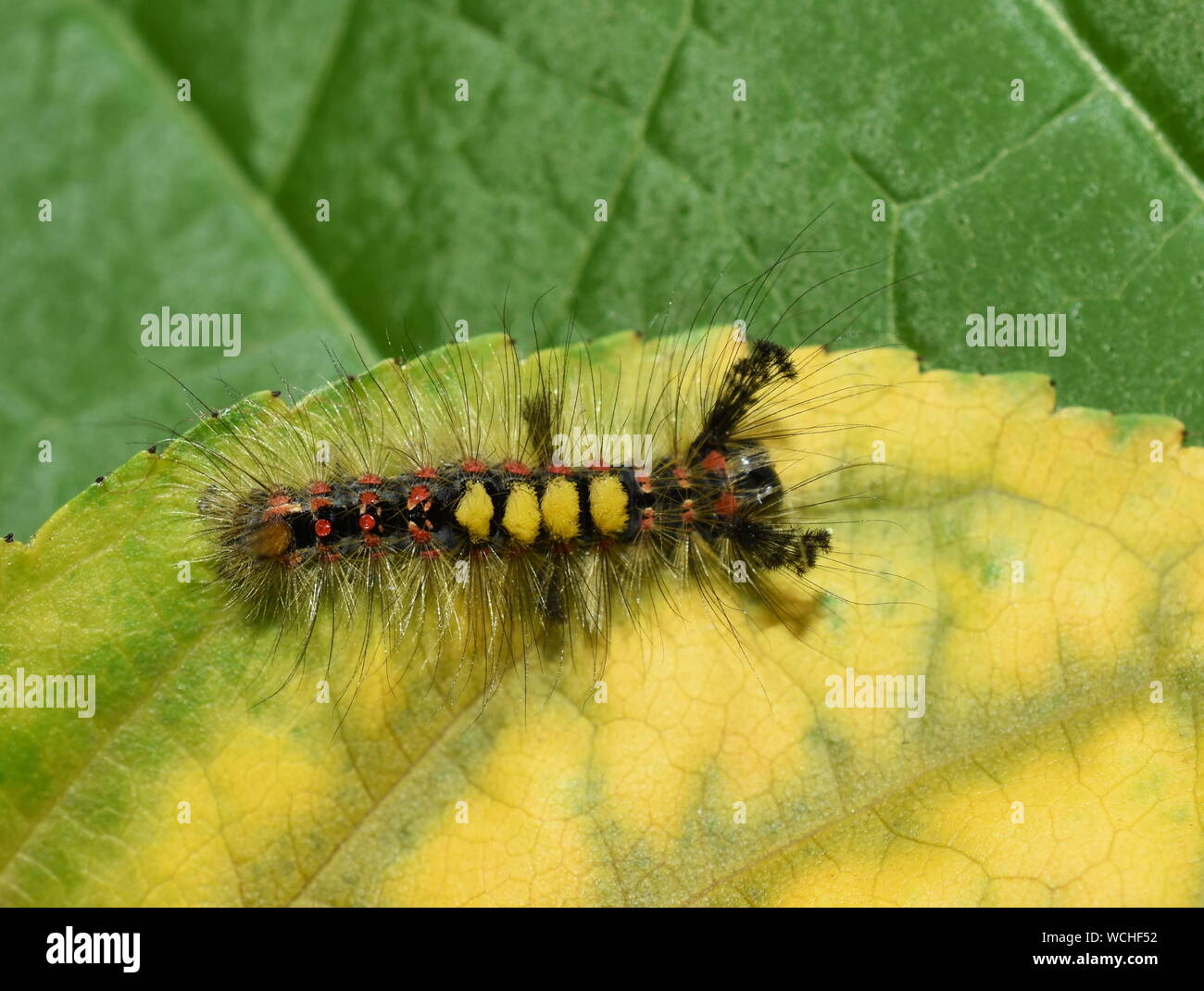 The rusty tussock moth caterpillar Orgyia antiqua on foliage Stock Photo