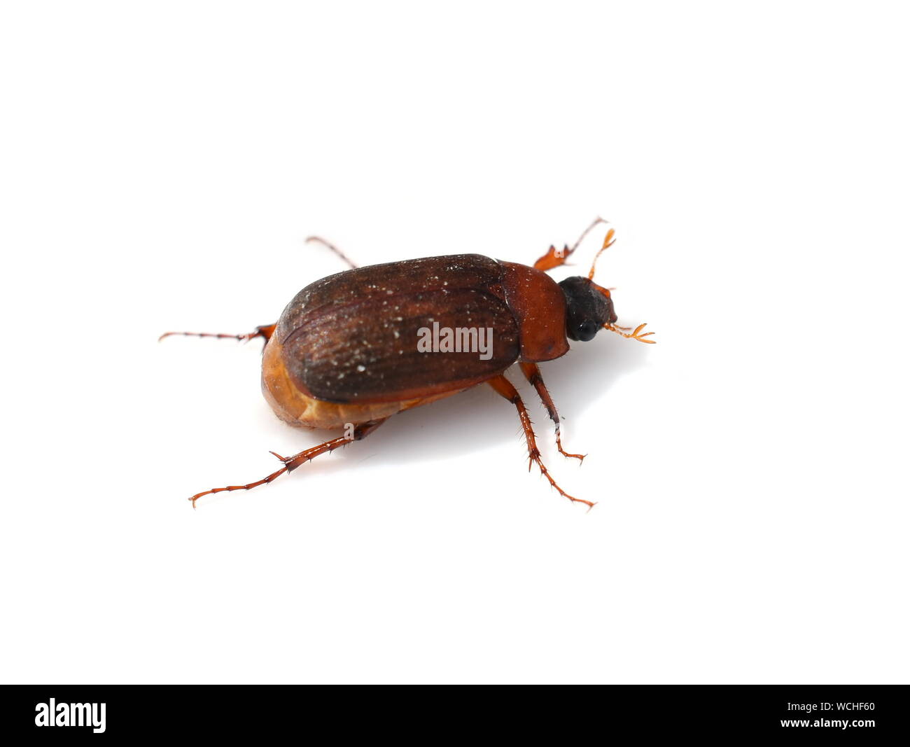 The brown chafer beetle Serica brunnea isolated on white background ...