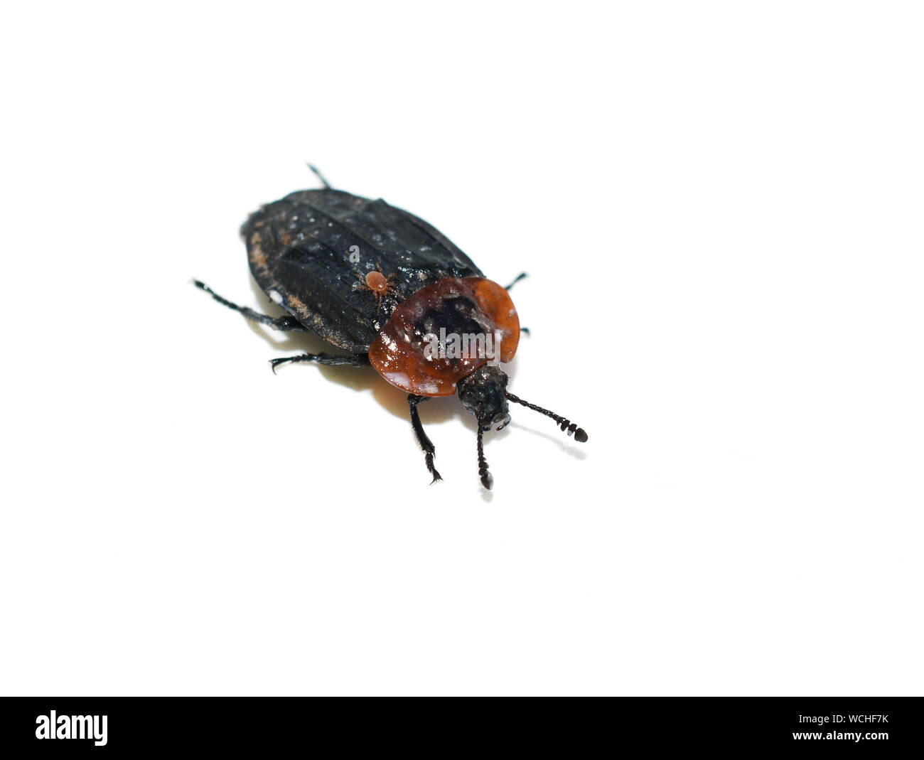 red-breasted carrion beetle Oiceoptoma thoracicum isolated on white background Stock Photo