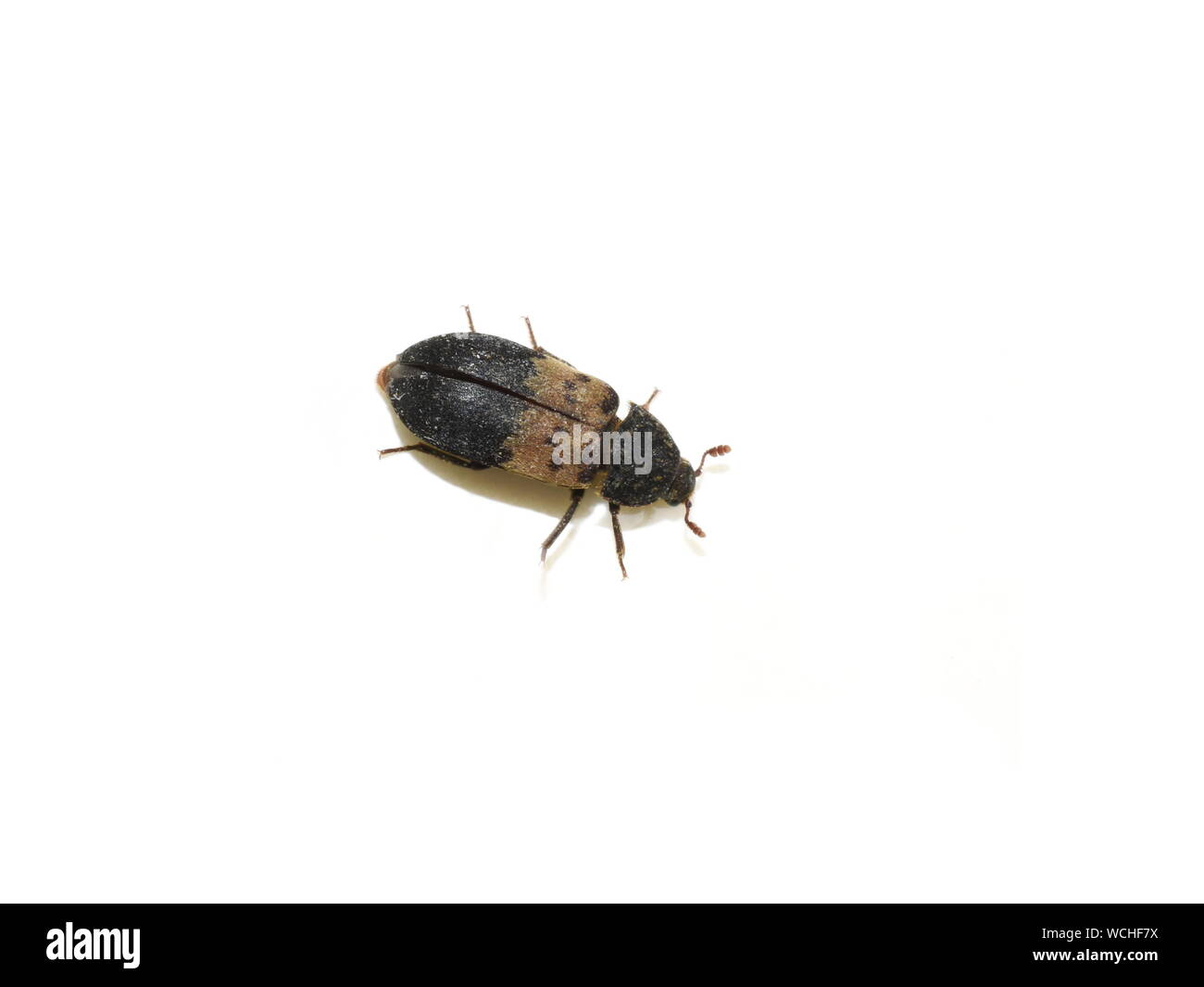 The larder beetle Dermestes lardarius isolated on white background Stock Photo