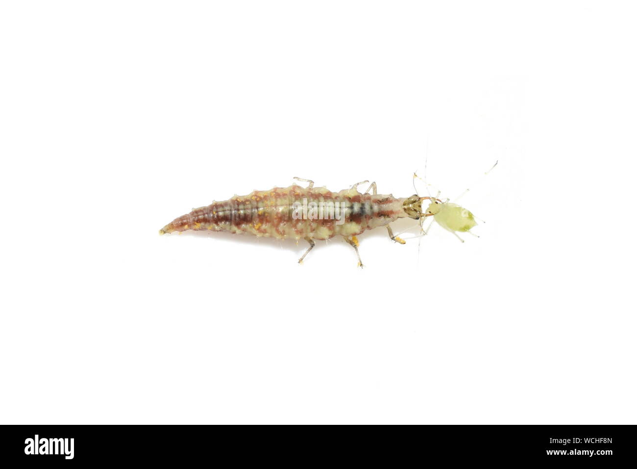 Chrysopidae lacewing larva eating an aphid isolated on white background Stock Photo