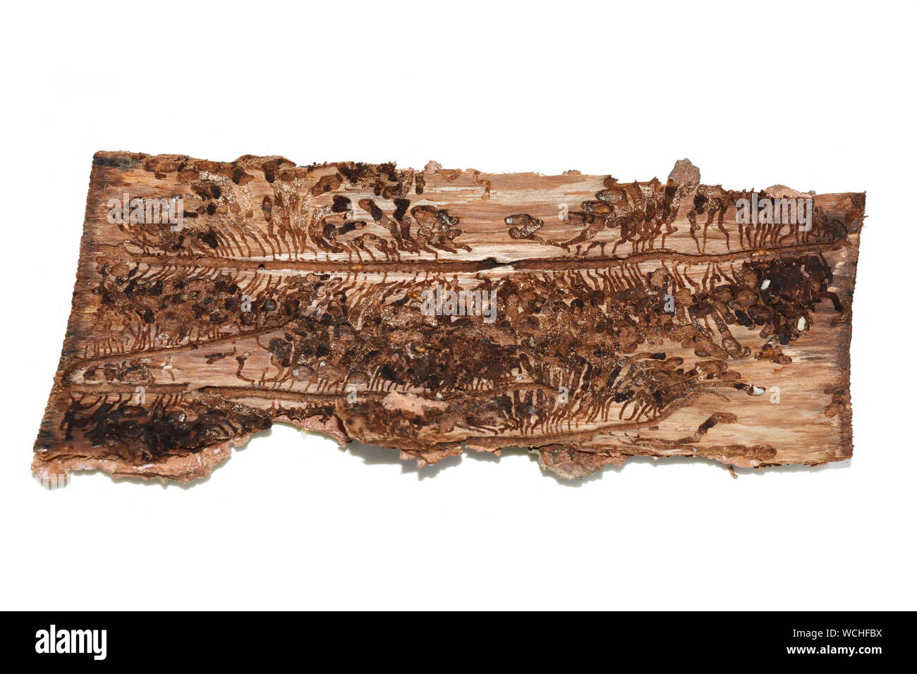 Tracks from european spruce bark beetle Ips typographus infestion on a piece of bark isolated on white background Stock Photo
