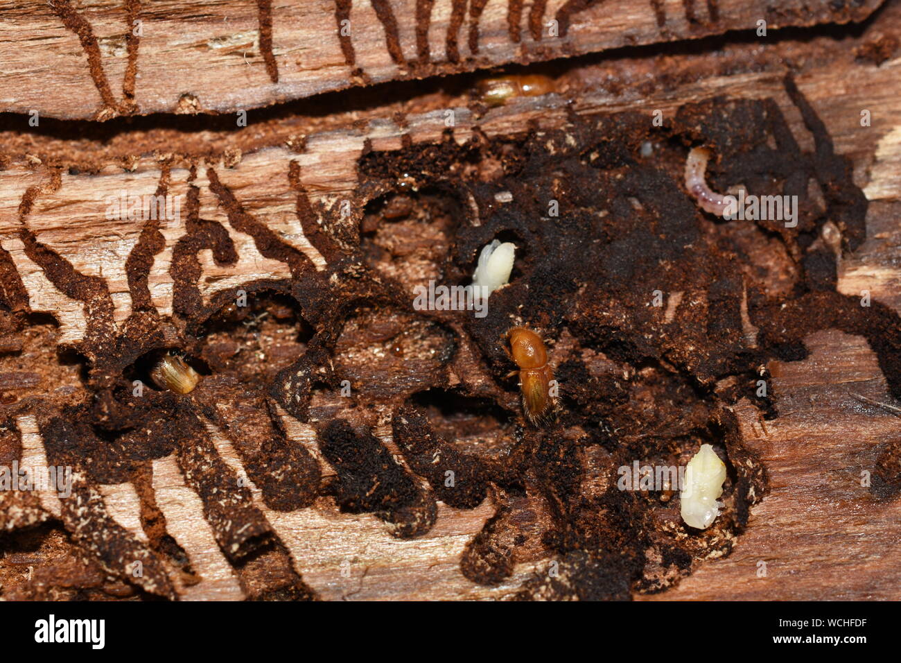 European spruce bark beetle Ips typographus infestion under the bark of a spruce tree Stock Photo
