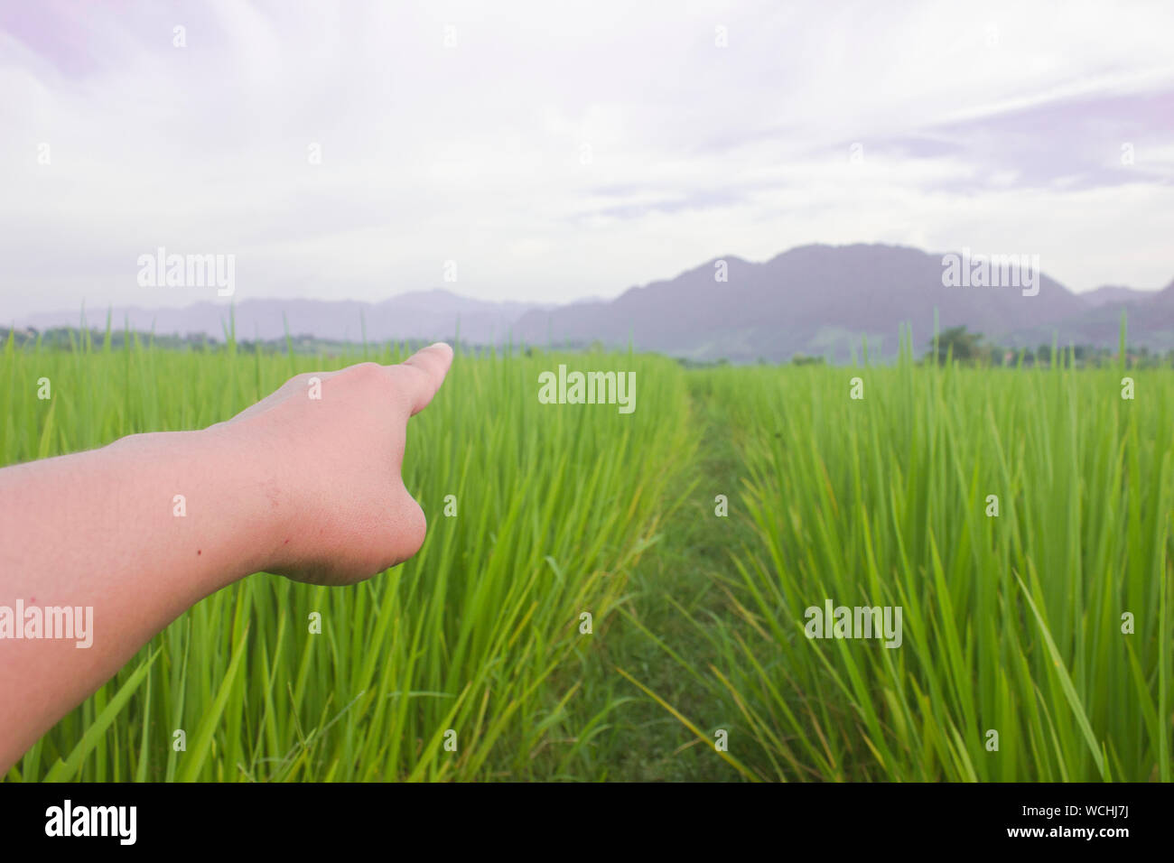 nature green rice filed with hand hand point blue sky beuatiful landscape background Stock Photo