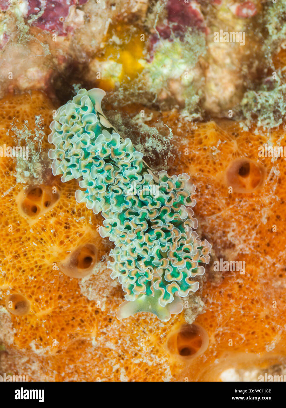 Lettuce Sea Slug (Elysia crispata), los roques Caribbean Stock Photo
