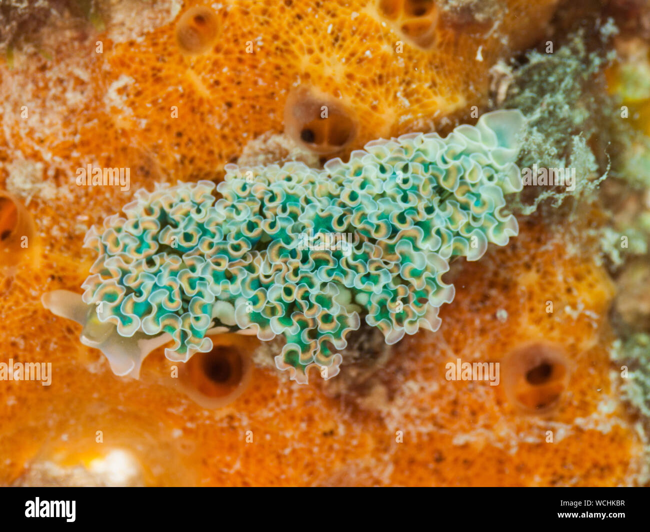 Lettuce Sea Slug (Elysia crispata), los roques Caribbean Stock Photo