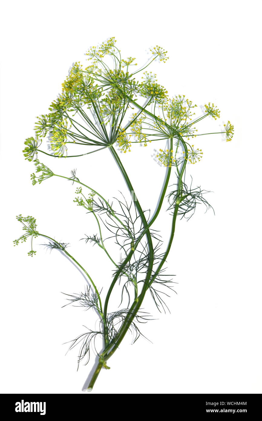 Flower of dill plant Anethum graveolens isolated on white background Stock Photo