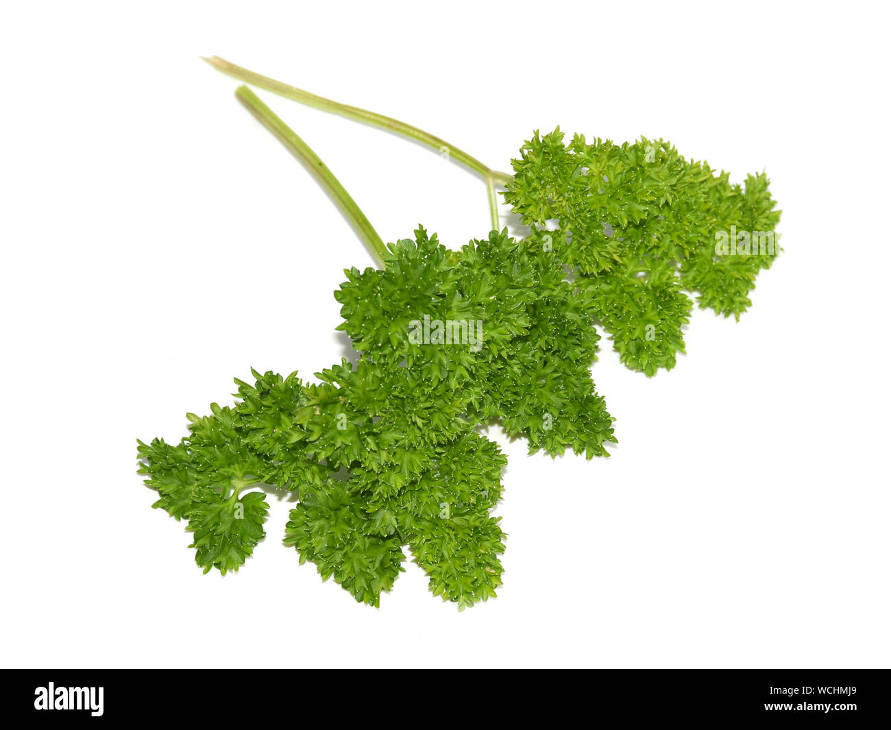Branch of Garden parsley Petroselinum crispum isolated on white background Stock Photo