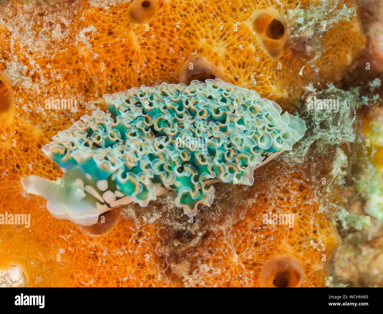 Lettuce Sea Slug (Elysia crispata), los roques Caribbean Stock Photo