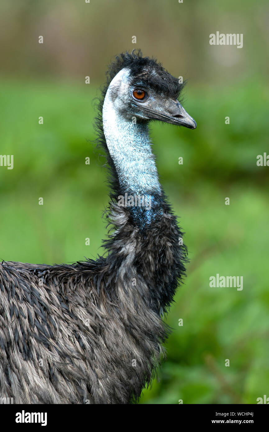 Emu (Dromalus novaehollandiae) Stock Photo