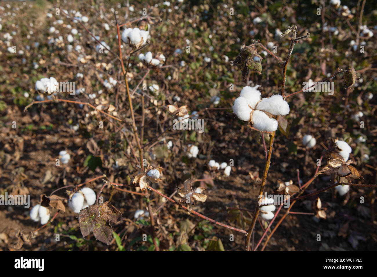 Cotton plants india hi-res stock photography and images - Alamy
