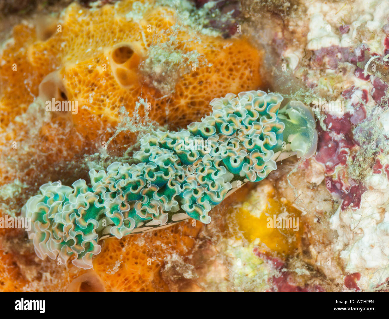 Lettuce Sea Slug (Elysia crispata), los roques Caribbean Stock Photo
