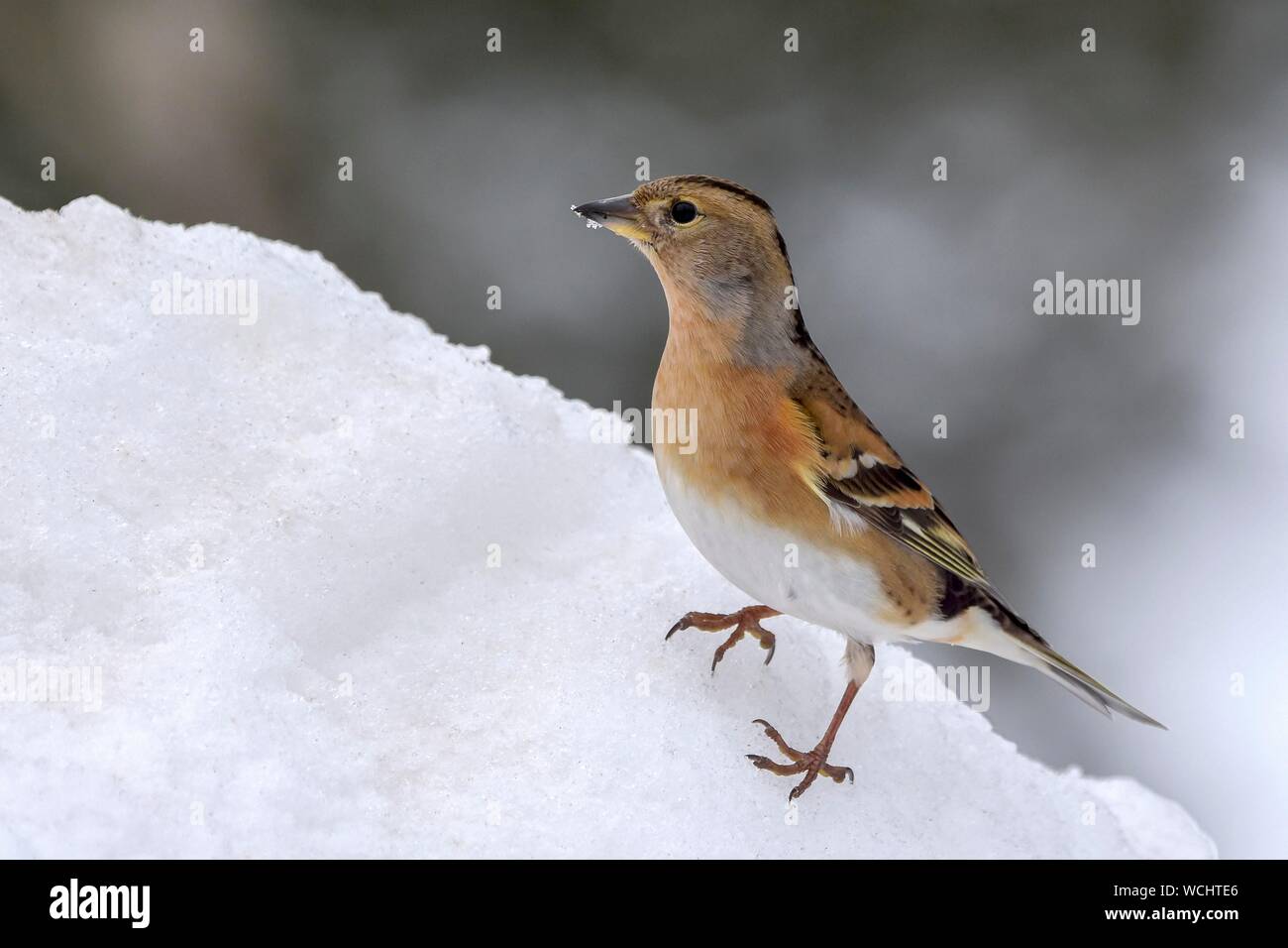 Brambling (Fringilla montifringilla), male in a dress of simplicity sits in the snow on the ground, Tyrol, Austria Stock Photo