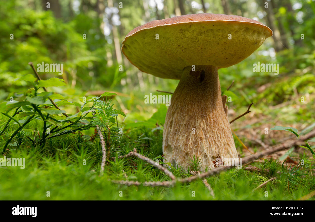 Boletus reticulatus Stock Photo Alamy