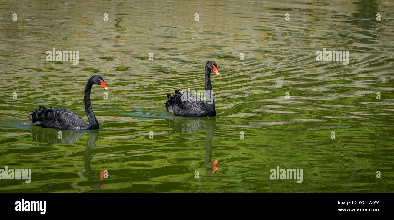 Couple of black swans in the lake Stock Photo