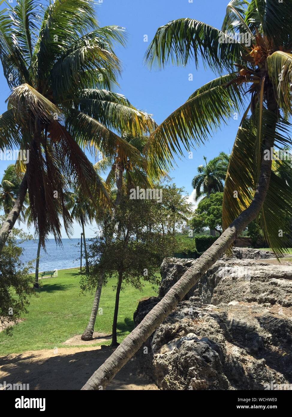 Palm Trees Growing Against Sky By Sea In Park Stock Photo
