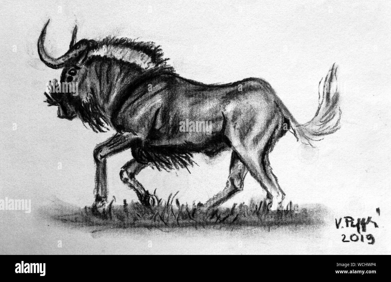 Charcoil drawing - black wildebeest or white-tailed gnu (Connochaetes gnou) running Stock Photo