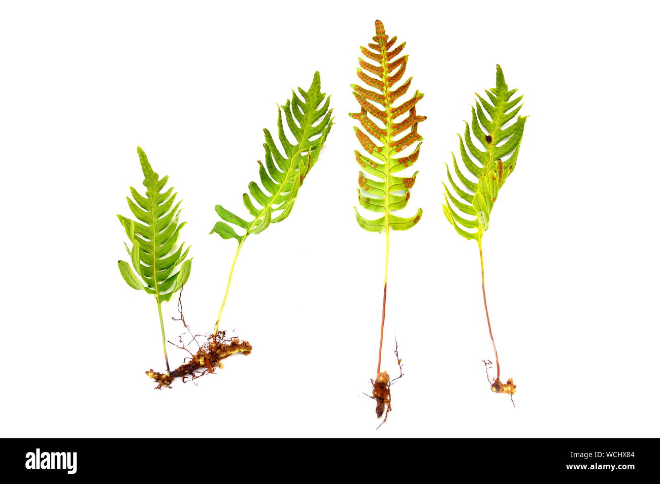 The fern Common polypody Polypodium vulgare isolated on white background Stock Photo